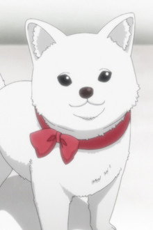 Kinokoinu Mushroom Pup