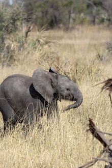 Naledi: A Baby Elephant's Tale