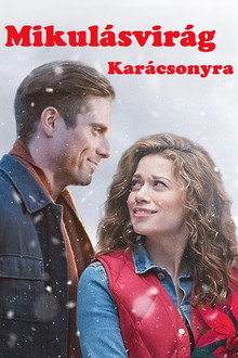 Mikulásvirág karácsonyra