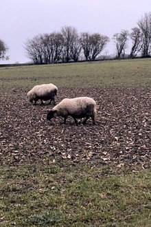 A Field of Sheep