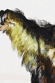 Grizzly---Tödliche-Klauen