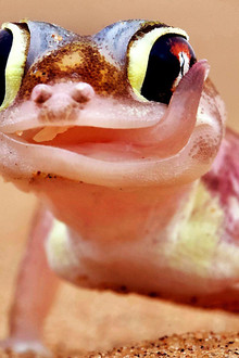 Extreme Animals: One Wild Day