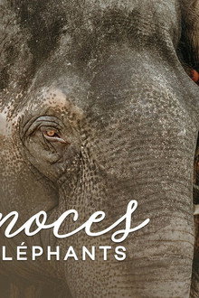 Les noces des éléphants