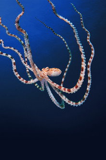 Secrets of the Octopus