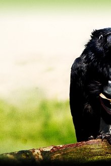 Four-Lions