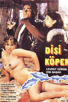 Dişi Köpek