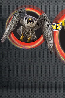 Animal Showdown