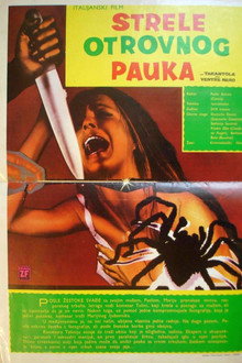 Czarny odwłok tarantuli