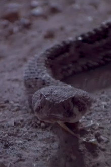 Rattlers