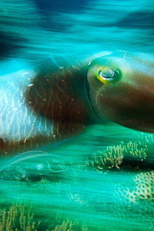 Cuttlefish: Kings of Camouflage