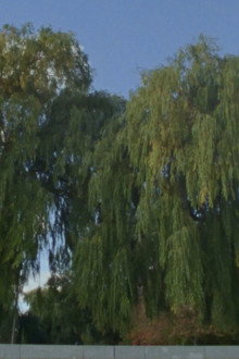 Willow World