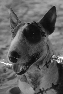 Photo of Sparky