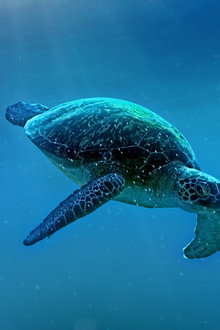 Big Pacific