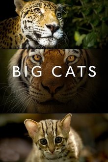 Big Cats Big Cats