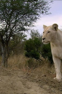 The White Lions