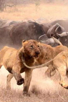 Lions: The Hunt for Survival
