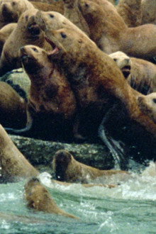 Anima Mundi