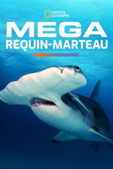 Méga requin-marteau