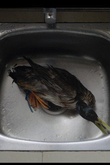 a duck tale