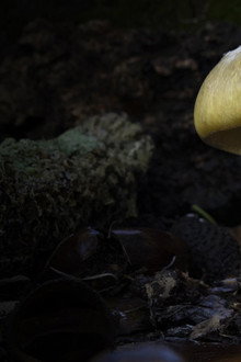 Revealed: Death Cap Murders