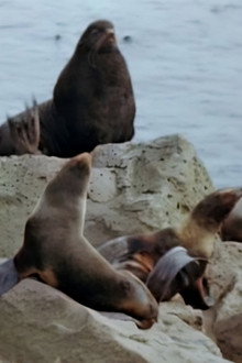 Seal Island