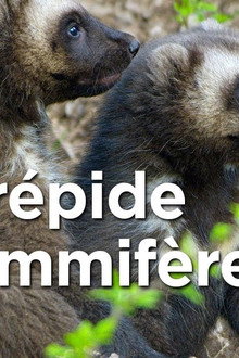 Le glouton, féroce prédateur du Nord
