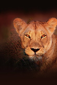 Wild Botswana