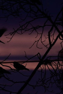 Krähen - Nature Is Watching Us