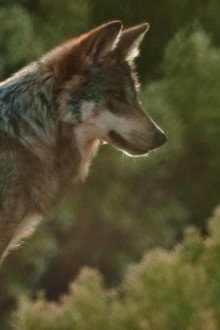 Lobo Mexicano