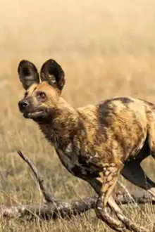 African Adventure: Safari in the Okavango