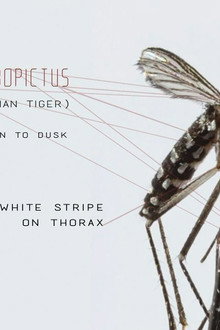 Mosquito