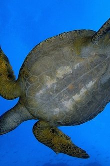 Wild-Galápagos