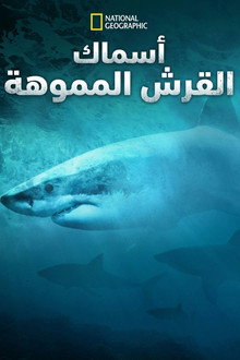 أسماك القرش المموهة