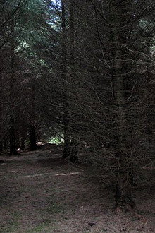Dark Realm