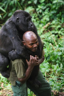 Virunga