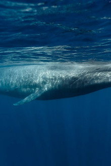 Le retour des baleines à bosse