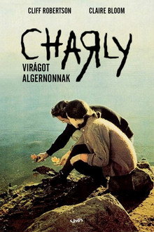 Charly - Virágot Algernonnak