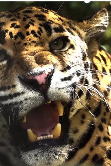 Expedition Artenschutz - Auf der Spur des Jaguars