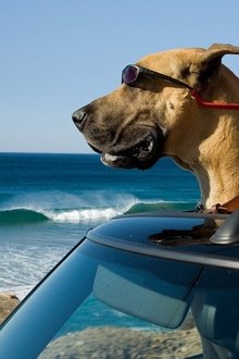 Marmaduke