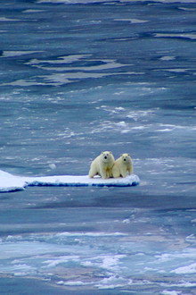 Polar Bear: Spy on the Ice
