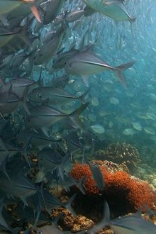 Coral-Triangle