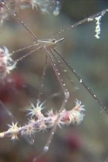 The-Secret-World-of-Crustaceans