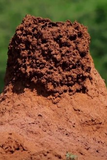 Termites-The-Inner-Sanctum