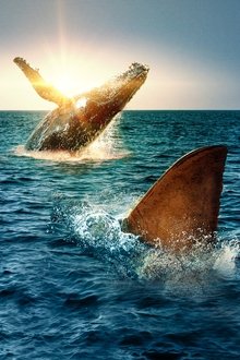 Shark-Vs.-Whale