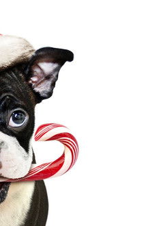 Bone---Allein-zu-Haus