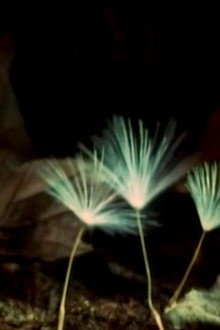 The Secret Life of Plants