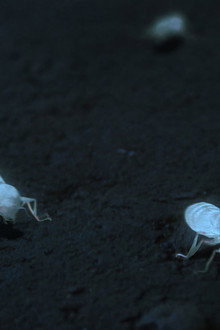White Ant