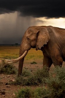 Chasing-the-Rains
