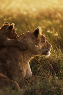 Serengeti - Im Reich der Antilopen