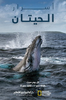 أسرار الحيتان